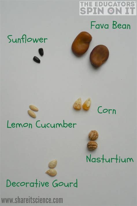 Unlocking The Mysteries Of Seed Germination With Kids