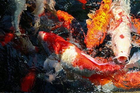 Koi Full Hd Wallpaper And Background Image 1920x1280 Id668032