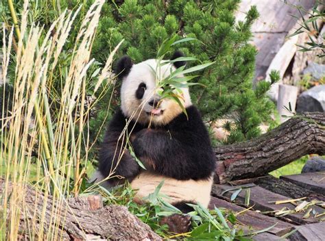 Giant Panda Why Are Pandas Endangered