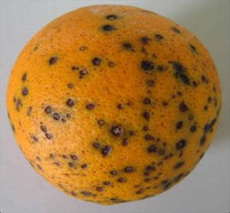 Citrus Black Spot Ufifas Extension Pinellas County