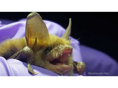 Indiana Bats And Songbirds Temporarily Halt Land Destruction On