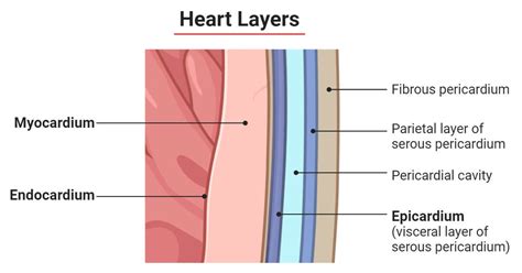 Layers Of The Coronary Heart Epicardium Myocardium Endocardium