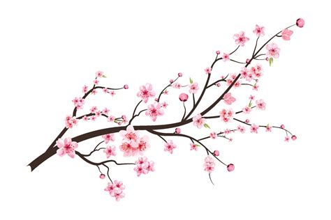 Cherry Blossom With Blooming Watercolor Sakura Flower Realistic Sakura