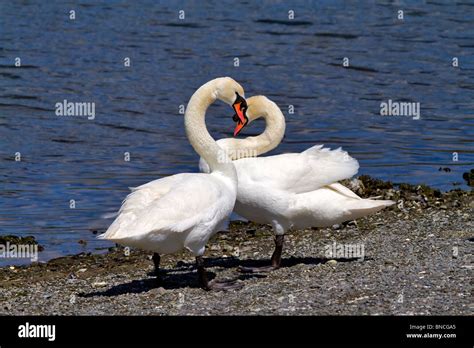 Mute Swans Heart Hi Res Stock Photography And Images Alamy