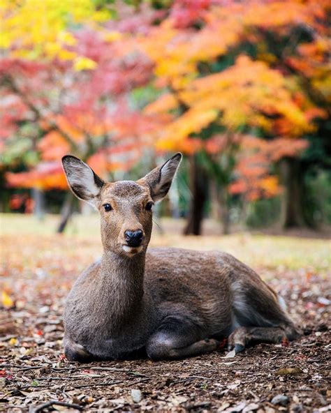 A Sika Deer In Nara Park Resting Under Beautiful Japanese Maples