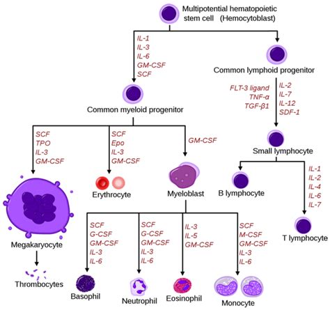 Cd14 Monocytes Are A Critical Component Of The Innate Immune System