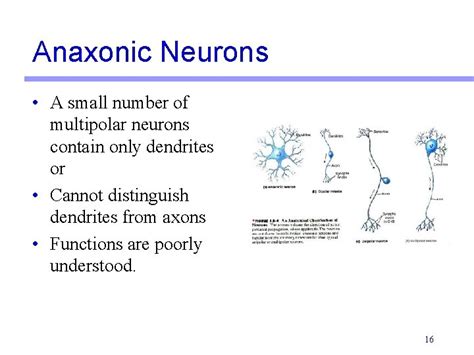 Lab Exercise 13 Histology Of Nervous Tissue Portland