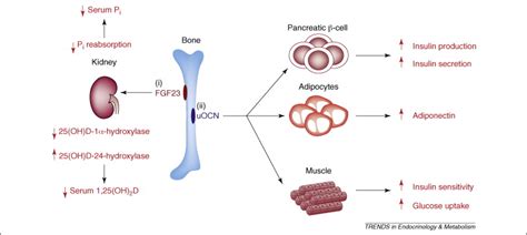 Bone As An Endocrine Organ Trends In Endocrinology And Metabolism