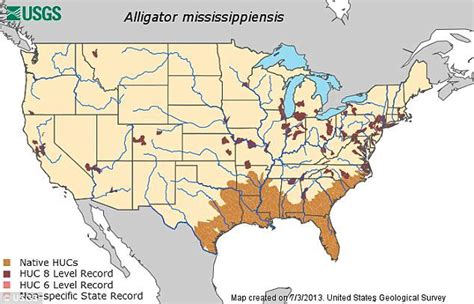 40 Best American Alligator Images On Pinterest Alligators Crocs And