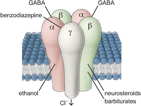 gaba receptor ~ detailed information photos videos