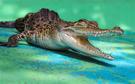 Animal Crocodile Hd Wallpaper