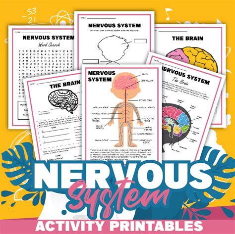 Free Science Worksheets The Nervous System Adanna Dill