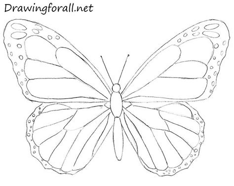How To Draw A Butterfly For Beginners Butterfly Art Drawing Draw A