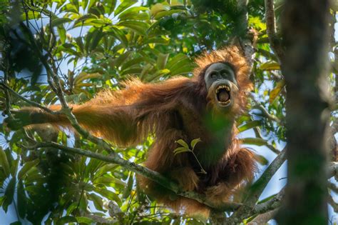 New Orangutan Species Could Be The Most Endangered Great Ape The New