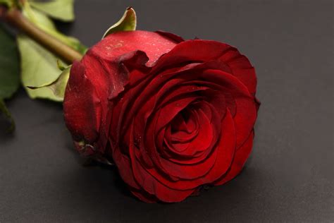 Love Romantic Images Red Rose Rose Wallpaper