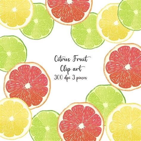Citrus Fruit Clipart Watercolor Fruit Clipart Watercolor Etsy