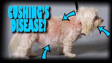 Stages Of Cushings Disease In Dogs