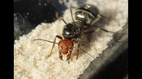 Myrmecocystus Placodops Honeypot Ant Queen Youtube