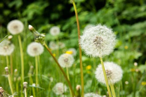 Free Images Nature Field Lawn Meadow Dandelion Prairie Spring