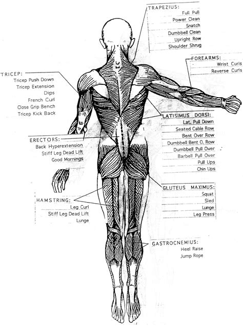 Muscles Diagrams Diagram Of Muscles And Anatomy Charts