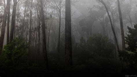 Dark Forest Wallpapers Wallpaper Cave