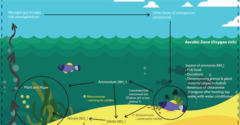 Siklus Nitrogen Penguraian Amonia Dalam Tank Aquascape Batang