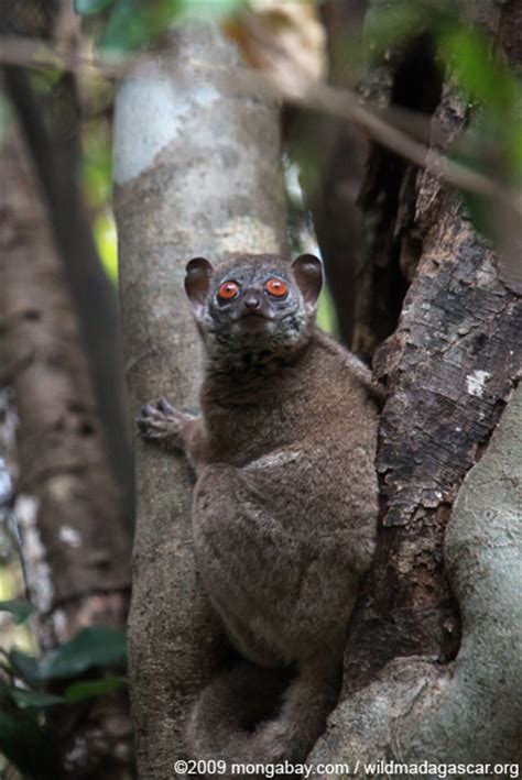 The Worlds 25 Most Endangered Primates Nearly A Quarter In Madagascar