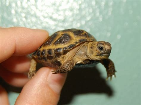 Russian Tortoises For Sale The Turtle Source
