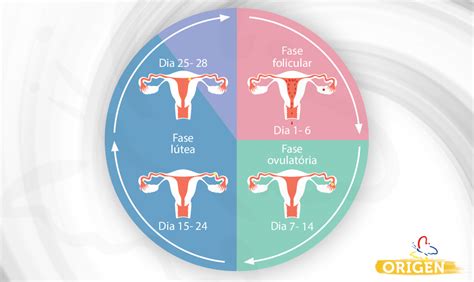 Ciclo Menstrual O Que E Quais S O Suas Fases Cl Nica Origen Fertiliza O In Vitro