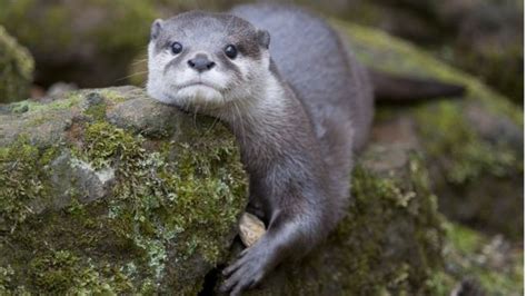 Otters Can Learn To Solve Puzzles To Get Food Scientists Discover