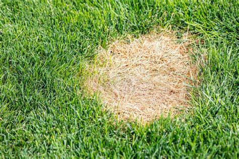 How To Fix Yellow Spots On Your Lawn Happysprout