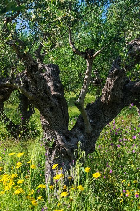 Gnarly Old Olive Tree Grahamanddairne Flickr