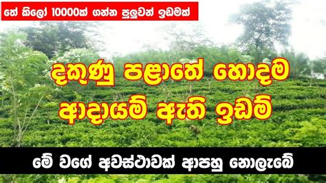 Valuble Land For Sale Land For Sale Tea State Small Land Tea