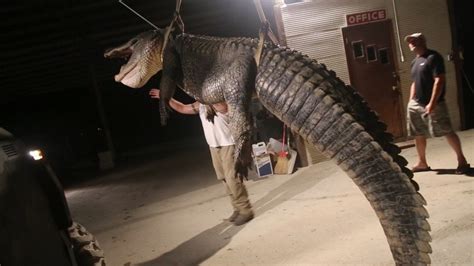 792 Pound Alligator Breaks State Hunting Record In Mississippi