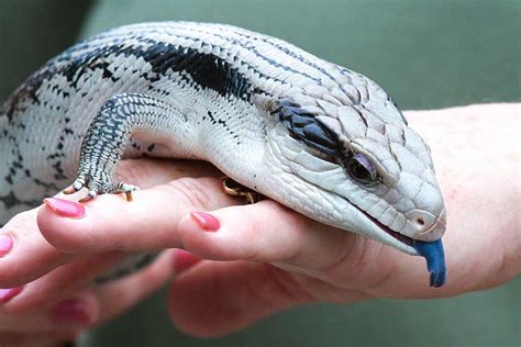 Blue Tongue Skink Care Sheet Reptile Thoughts