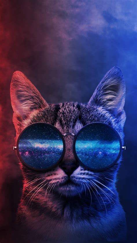 Cat With Glasses And Hoodie Wallpaper Kruwns