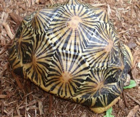 Sea turtle watercolor, sea turtle. turtles | Flextiles | Turtle shell, Turtle, Shell animals