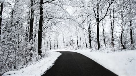 Snowy Forest Desktop Wallpaper 52 Images