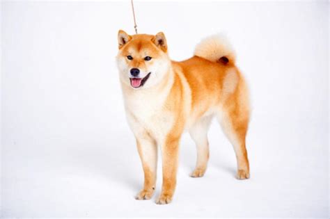 This breed is somewhat affectionate with its family, but will be reserved with strangers and people outside the family circle. Shiba Inu fajtaleírás | Amit tudni érdemes | Zooplus Kutya ...
