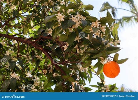Beautiful Plant Background Wallpaper Blooming Orange Tree With One