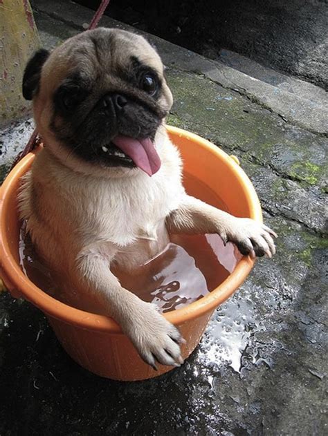 Funny Pug Dog Pictures Dump A Day