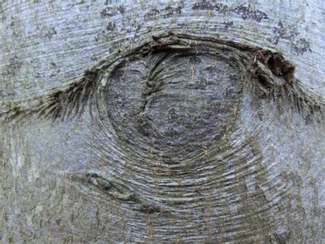 Free Images Tree Branch Wood Trunk Bark Close Up Sculpture Art