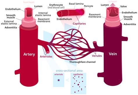 Figures 1 and 2 show the major arteries and veins of the body. If you stretch out all blood vessels they would be about ...