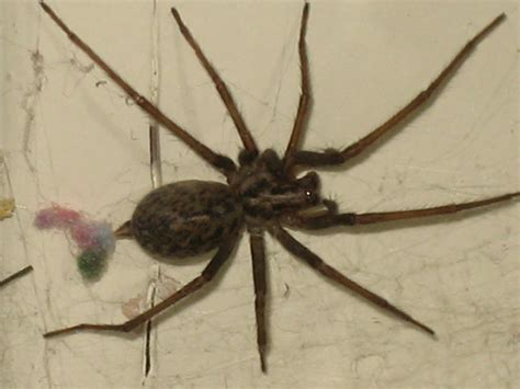 House Spider Biological Science Picture Directory