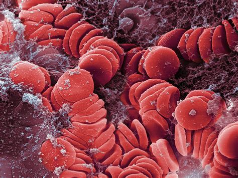 Human Red Blood Cells Sem Stock Image C0283753 Science Photo