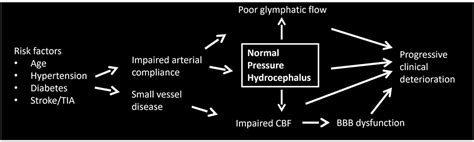 Frontiers Pathophysiological Mechanisms Underlying Idiopathic Normal