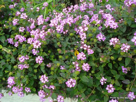 Plant Identification Closed Id Creeping Vine Purple Flowers 1 By Kell