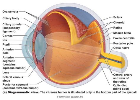 Basic Anatomy And Physiology Of The Human Visual System Eye Anatomy