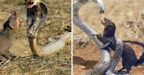 Battle For Survival Heroic Mongoose Rescues Comrade From Venomous