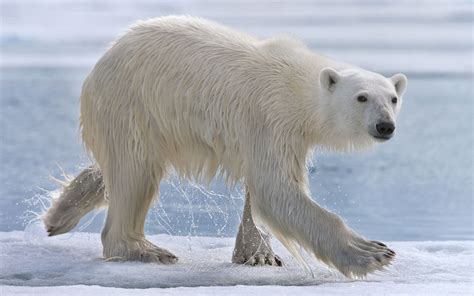 Hungry Polar Bear Walking On An Ice Floe Along Spitsbergen Coast
